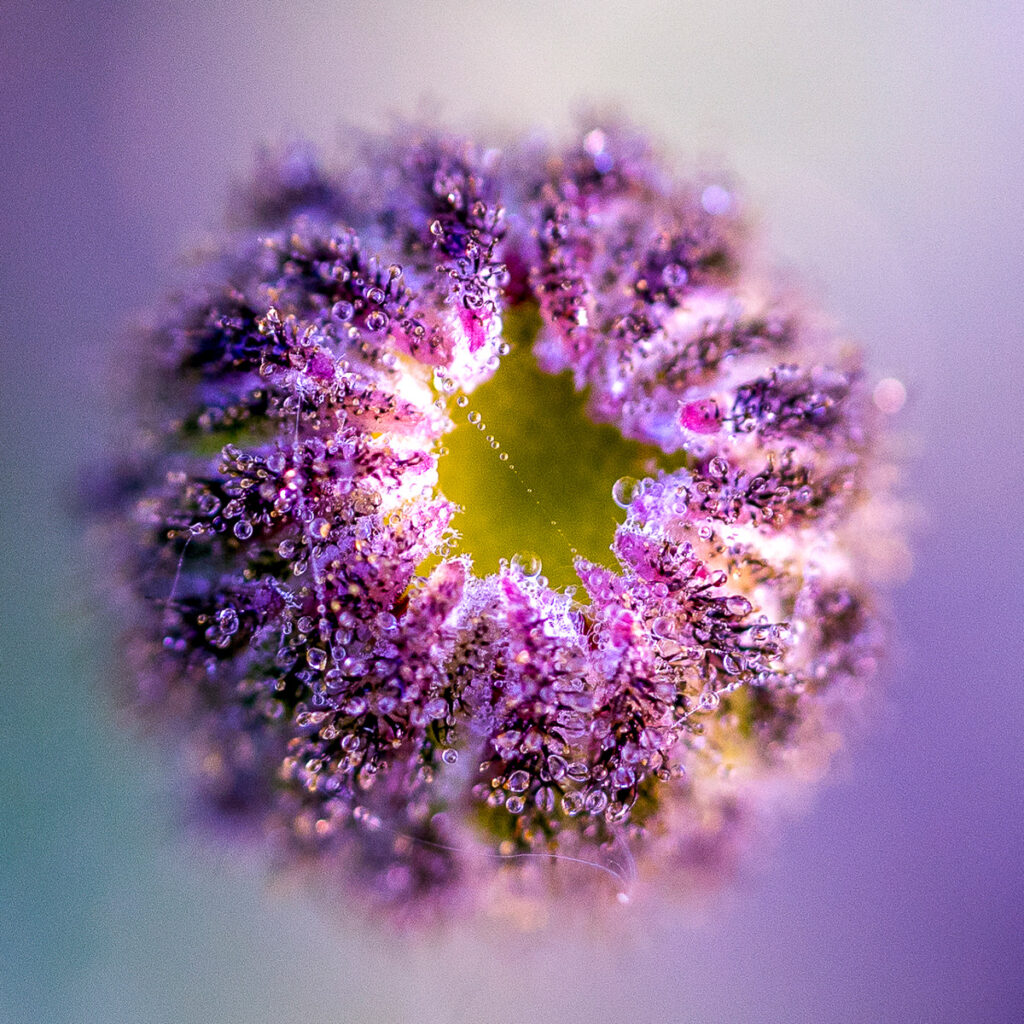 Natuurfotografie, bloemknop ingezoomd